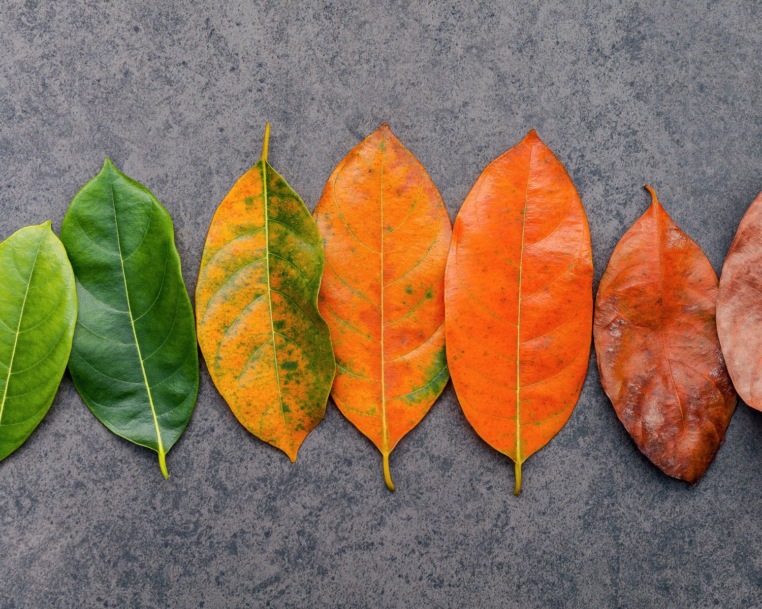 Metabolic Health Overland Park - Weight management and metabolism optimization in Overland Park Kansas